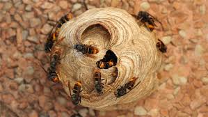 You are currently viewing DESTRUCTION DE NIDS DE FRELONS ASIATIQUES